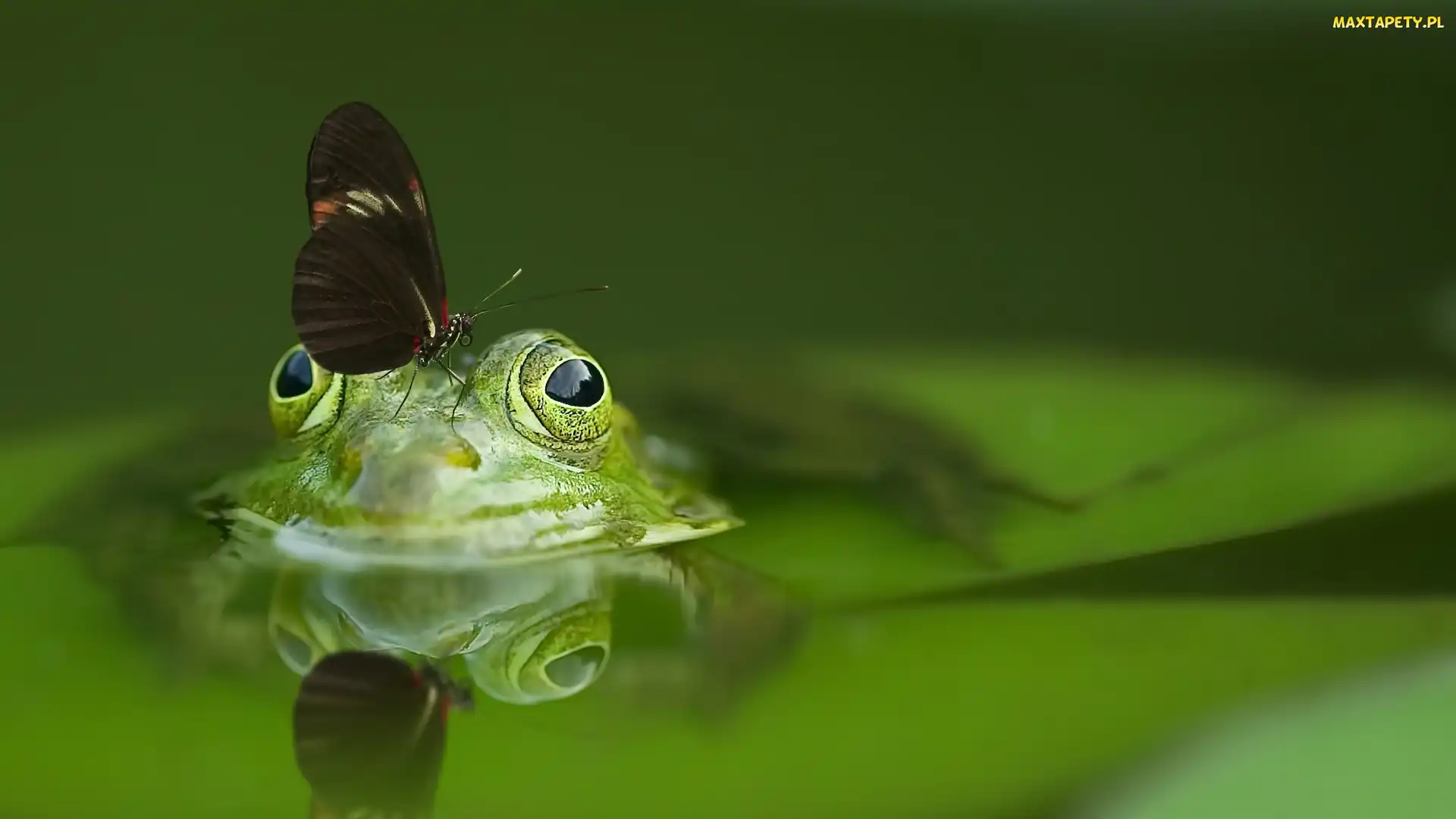 Żaba, Motyl