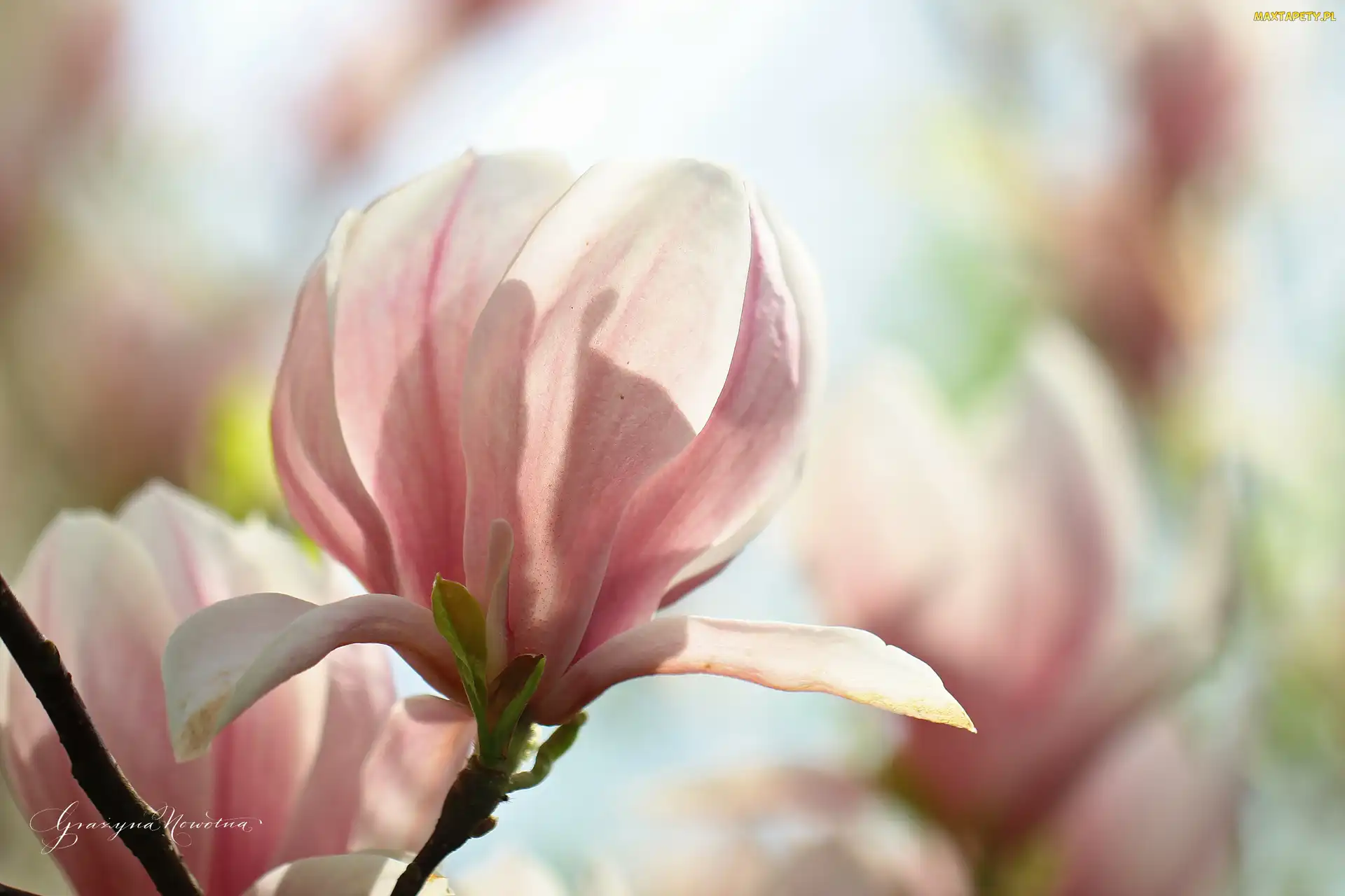 Krzew, Kwiat, Magnolia, Różowy