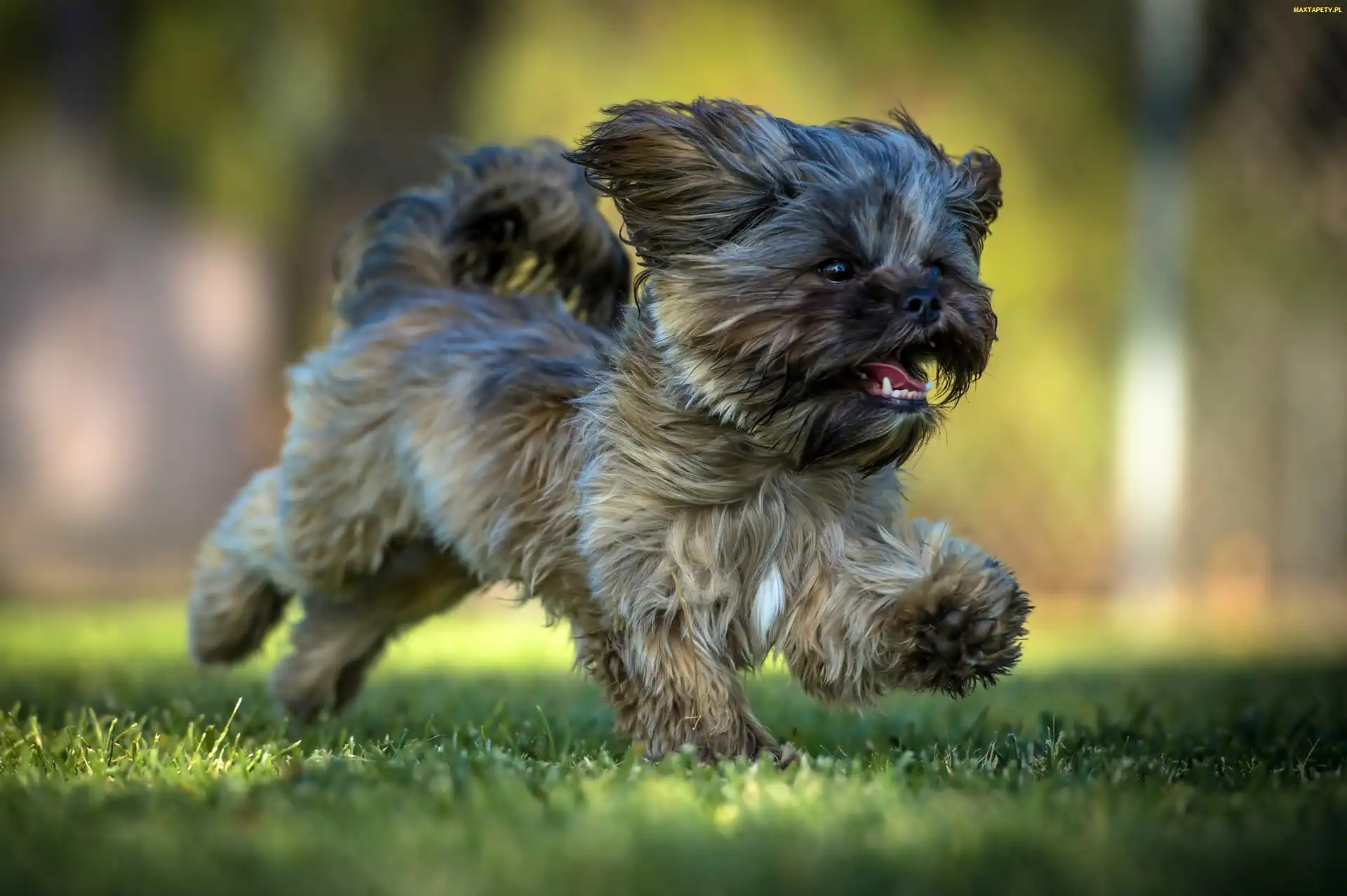 Biegnący, Shih Tzu, Pies