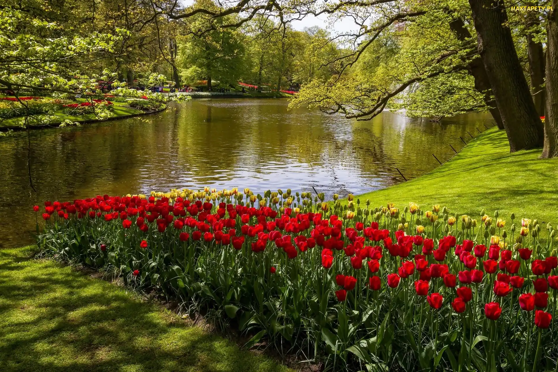 Rzeka, W, Tulipany, Kaukenhof, Wiosna, Park, Holandia, Lisse