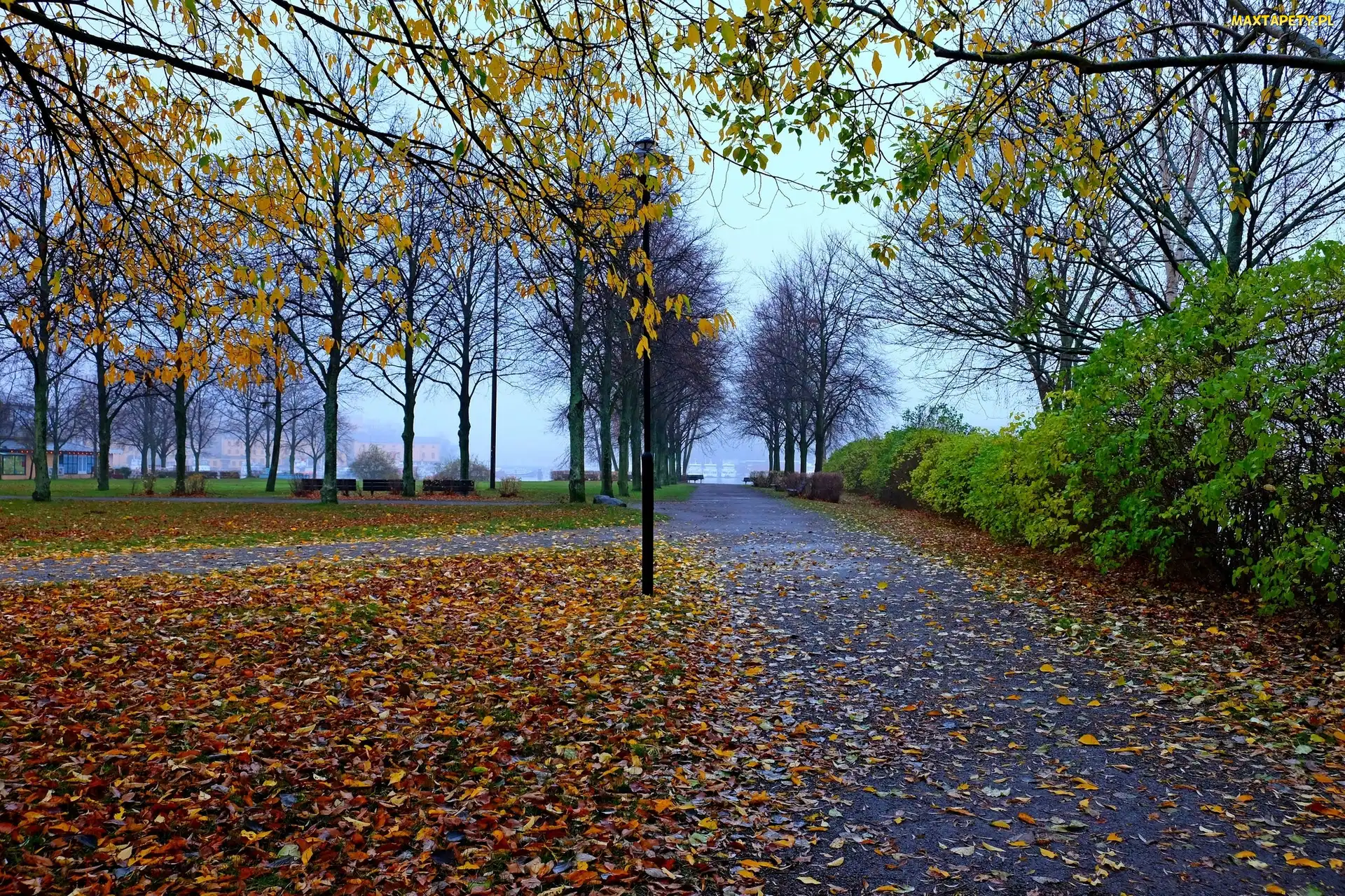 Jesień, Liście, Drzewa, Jesienne, Park