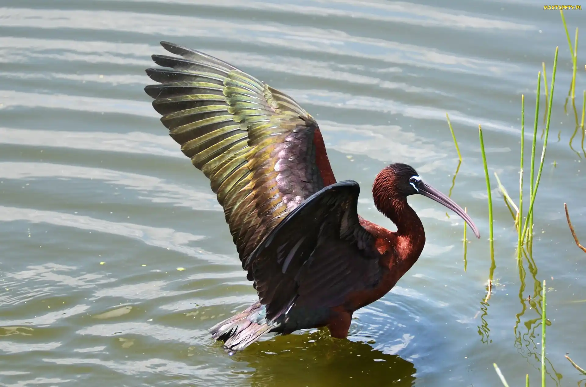 Ibis, Woda, Czarny
