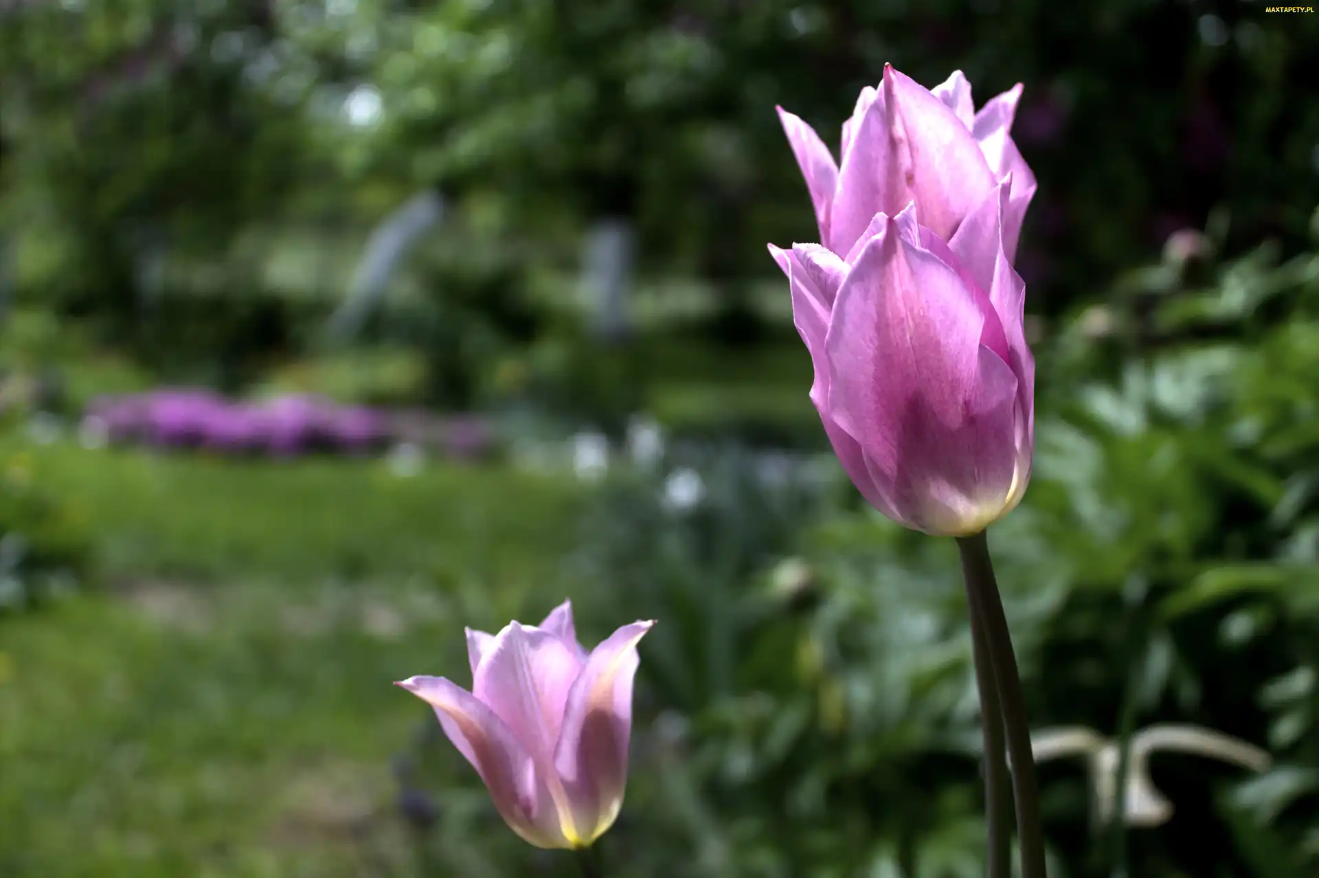Tulipan, Kwiat, Różowy