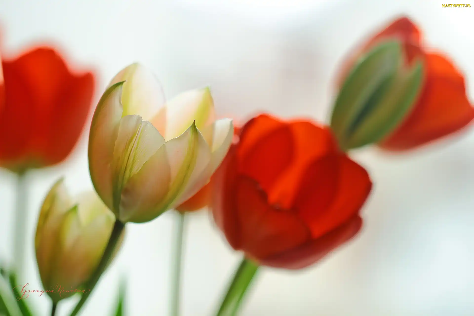 Czerwone, Kwiaty, Tulipany