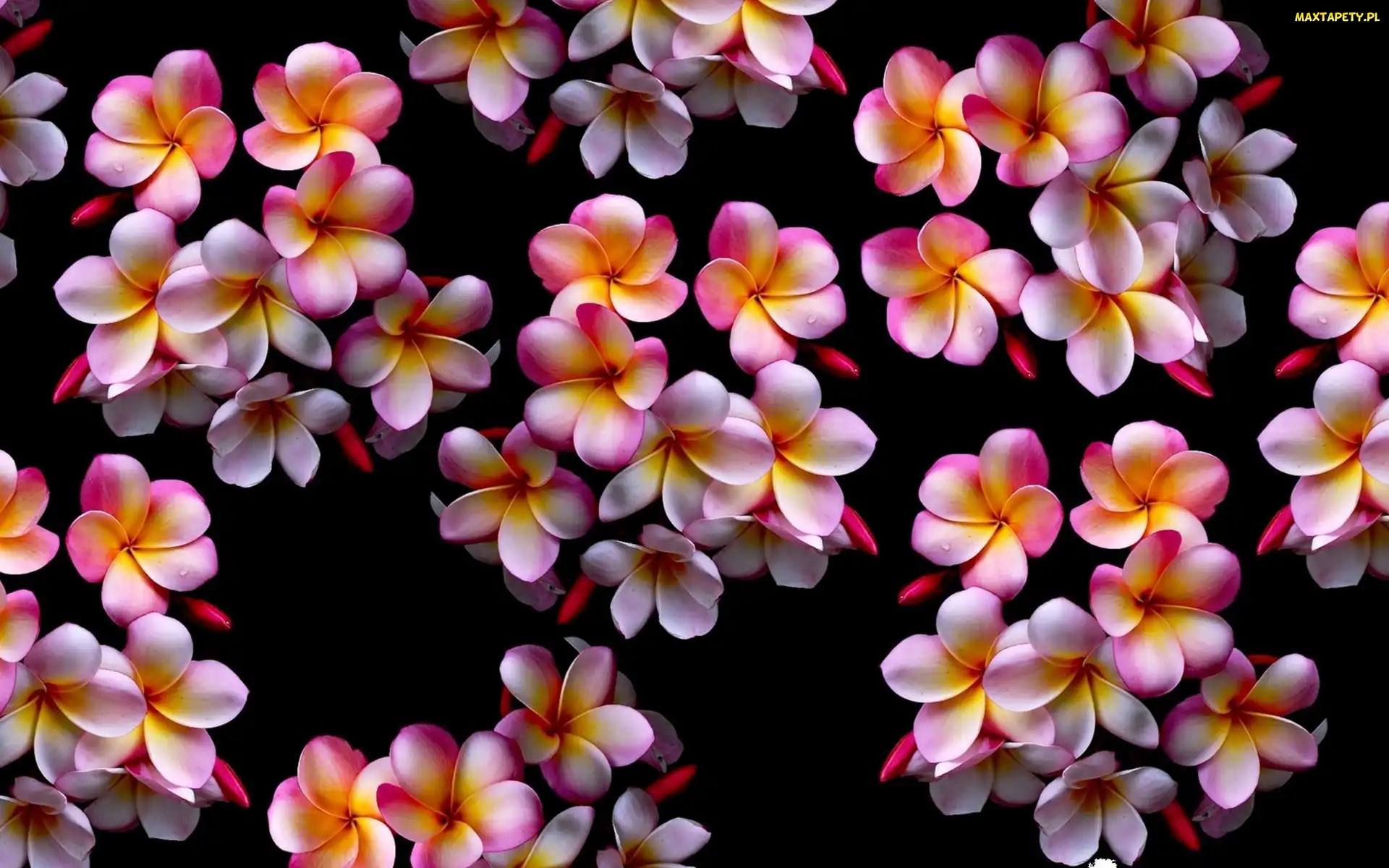 Kolorowa, Rosa, Plumeria
