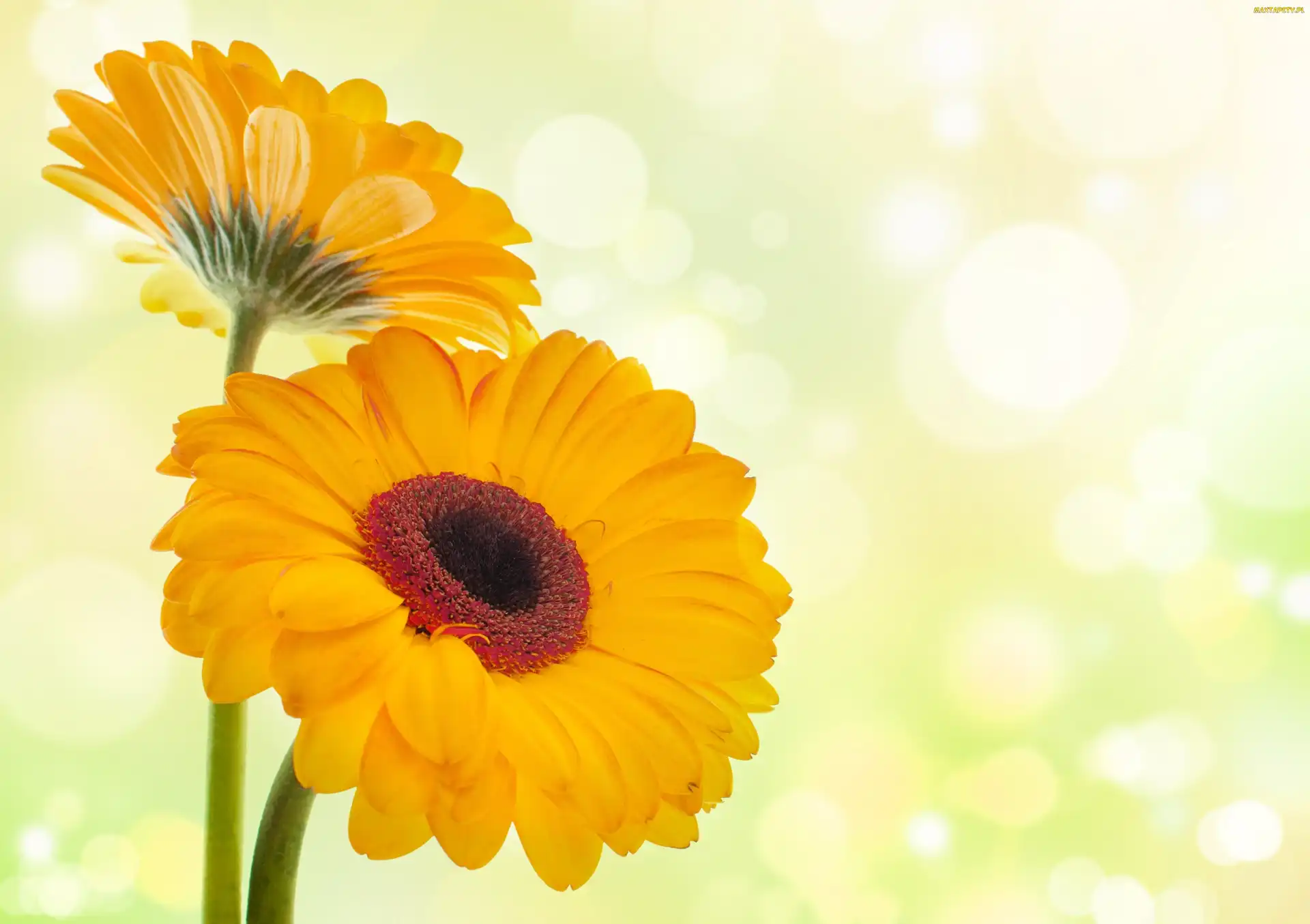 Gerbera, Kwiaty