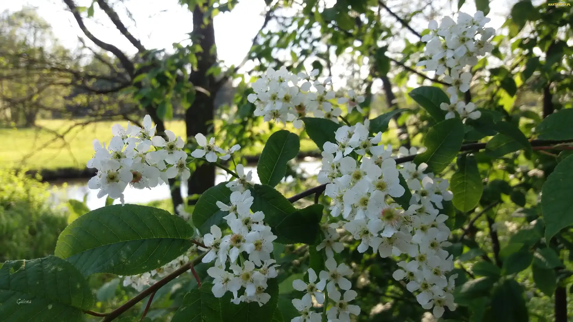 Czeremcha, Kwiaty, Białe