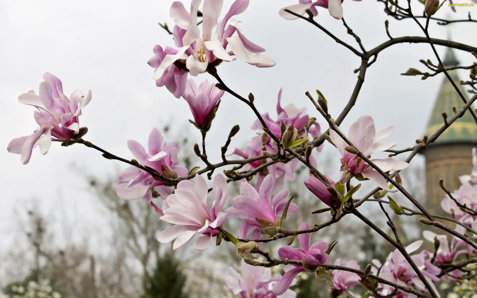 Różowa, Magnolia