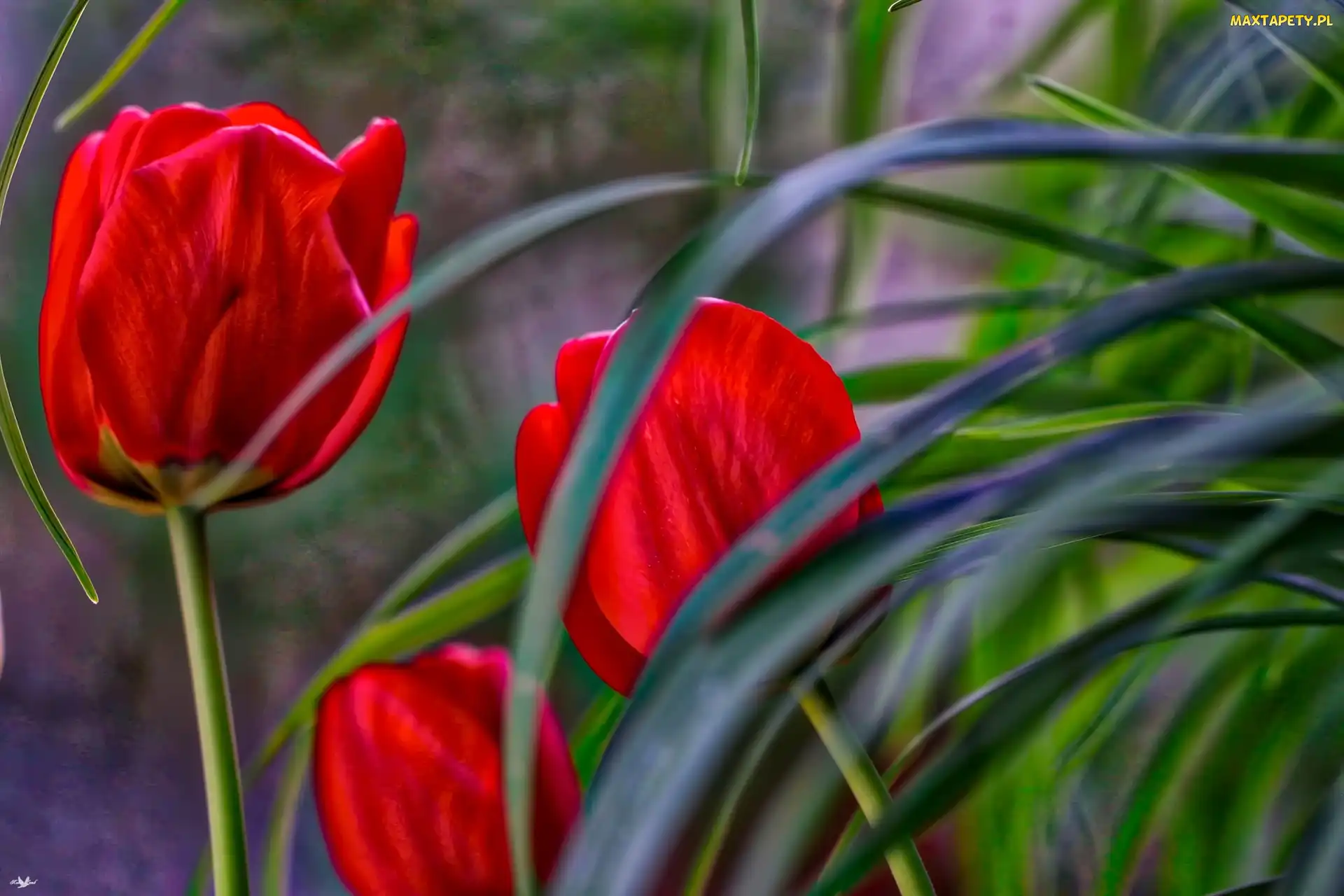 Tulipany, Liście