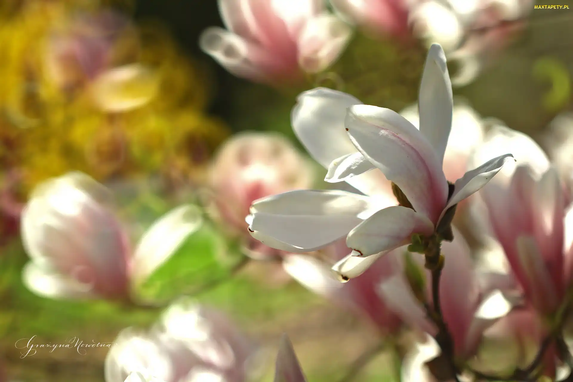 Różowy, Kwiat, Magnolia