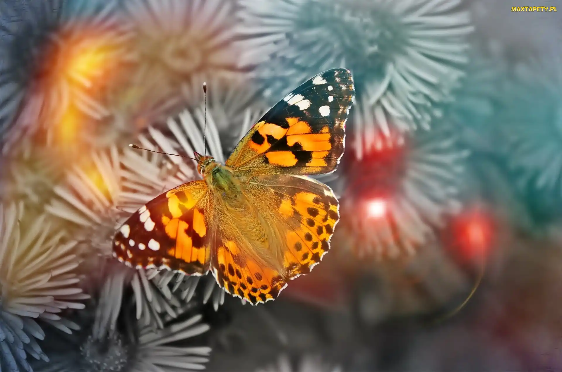 Osetnik, Rusałka, Kolorowy, Motyl