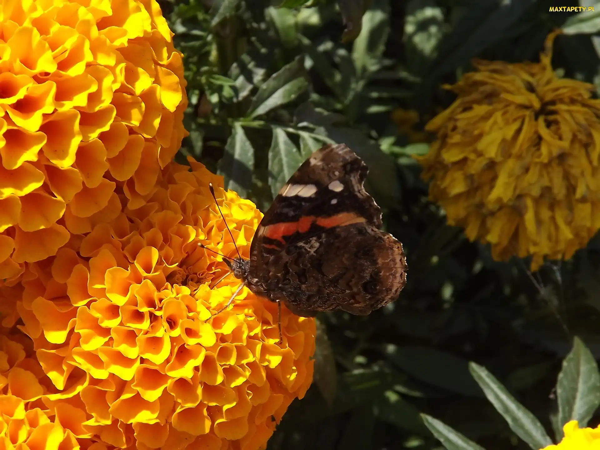 Hortensje, Motyl, Pomarańczowe