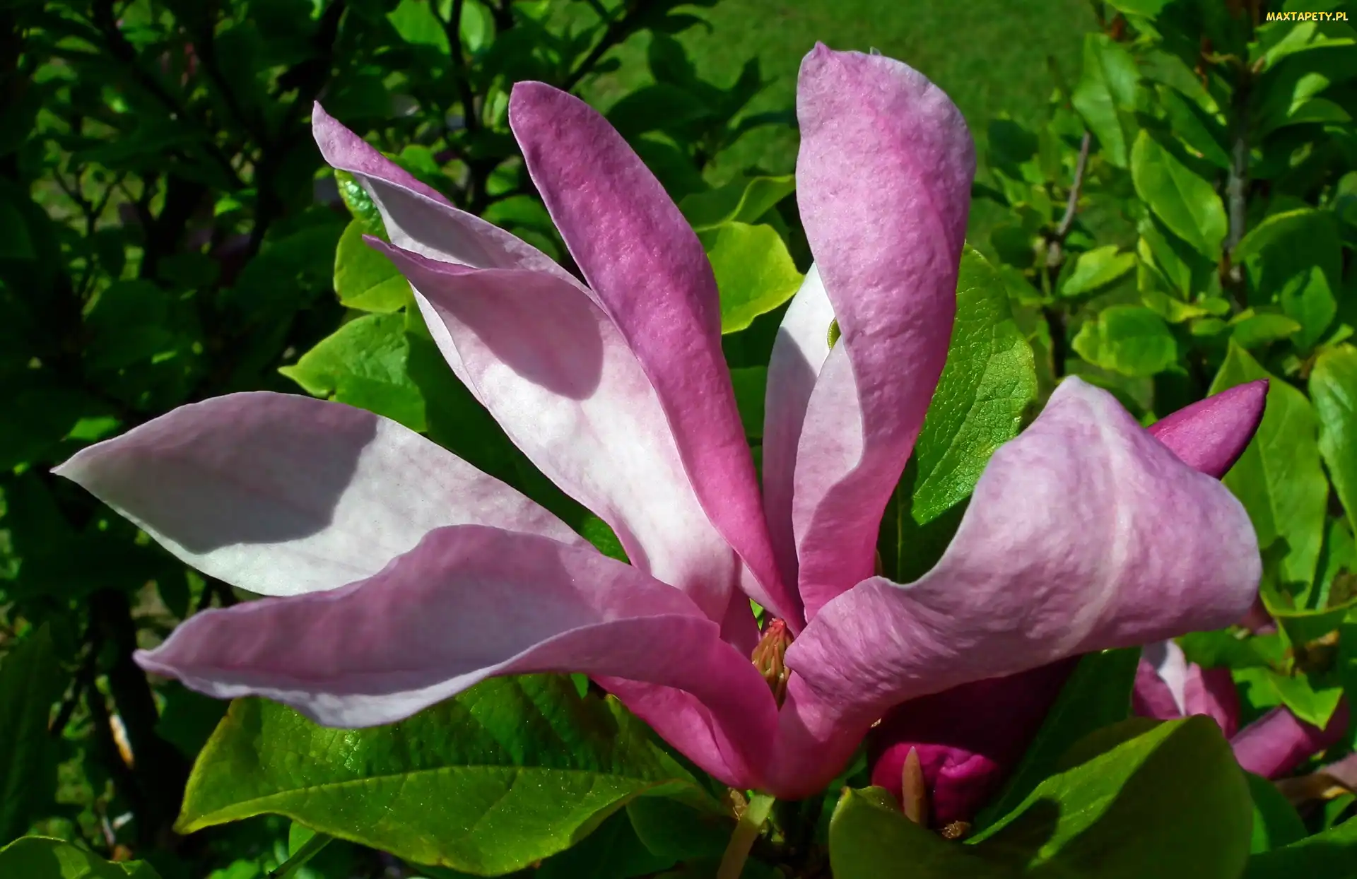 Krzew, Magnolia