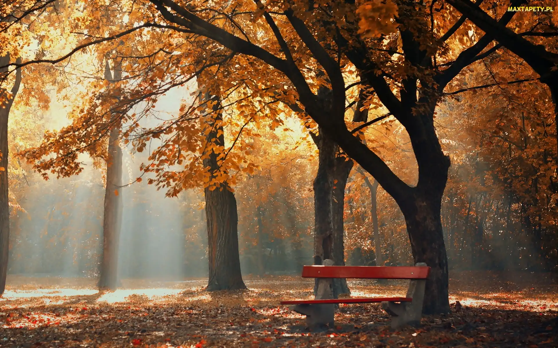 Mgła, Ławka, Jesień, Park