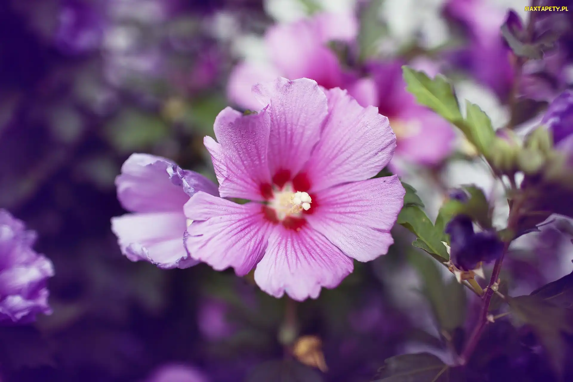 Hibiskus, Kwiat