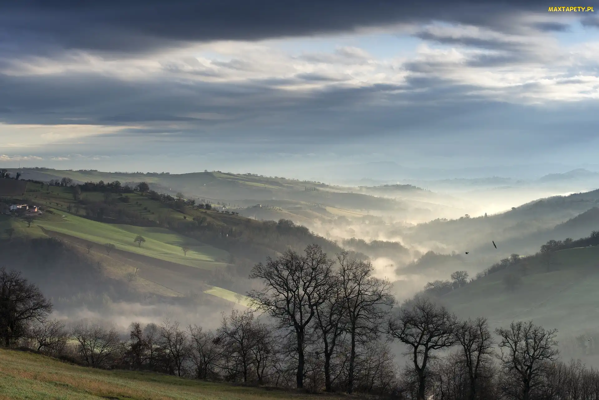 Mgła, Panorama, Drzewa, Rano