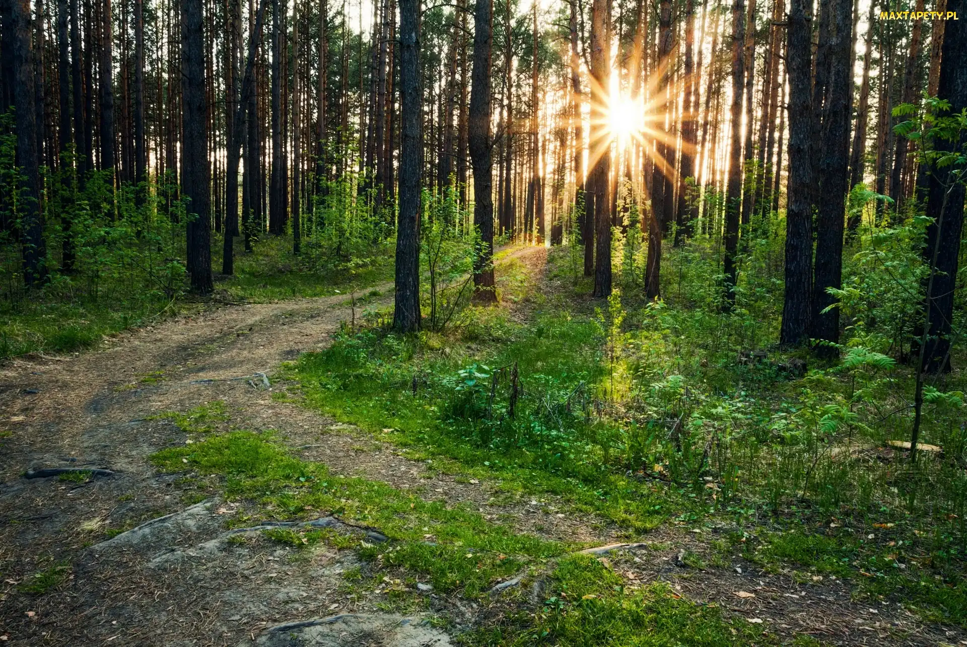Słońce, Droga, Las