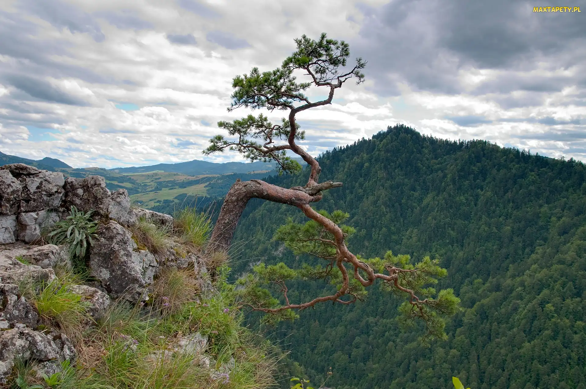 Góry, Pieniny, Sosna