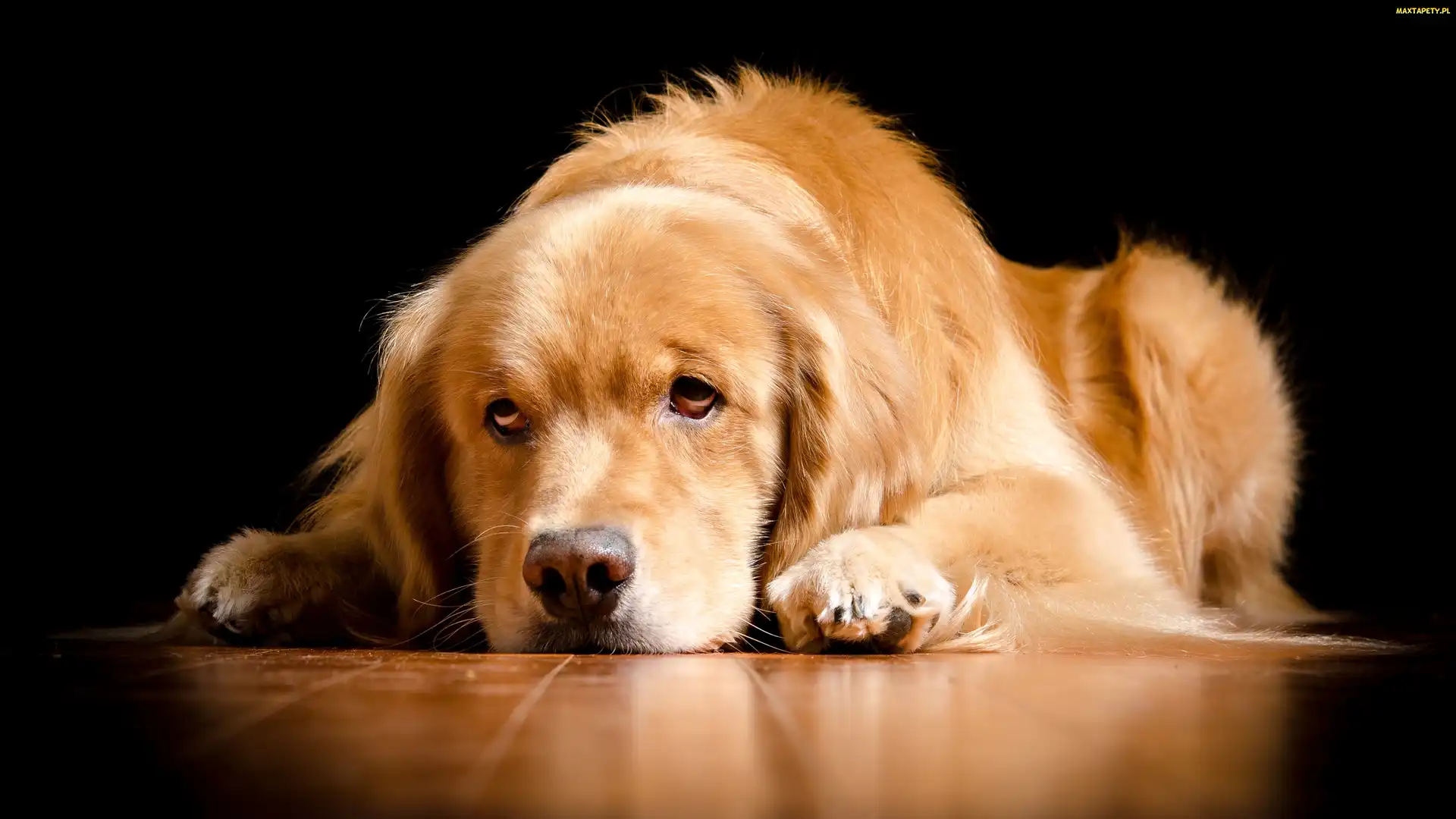 Golden Retriever, Mordka, Pies, Smutna