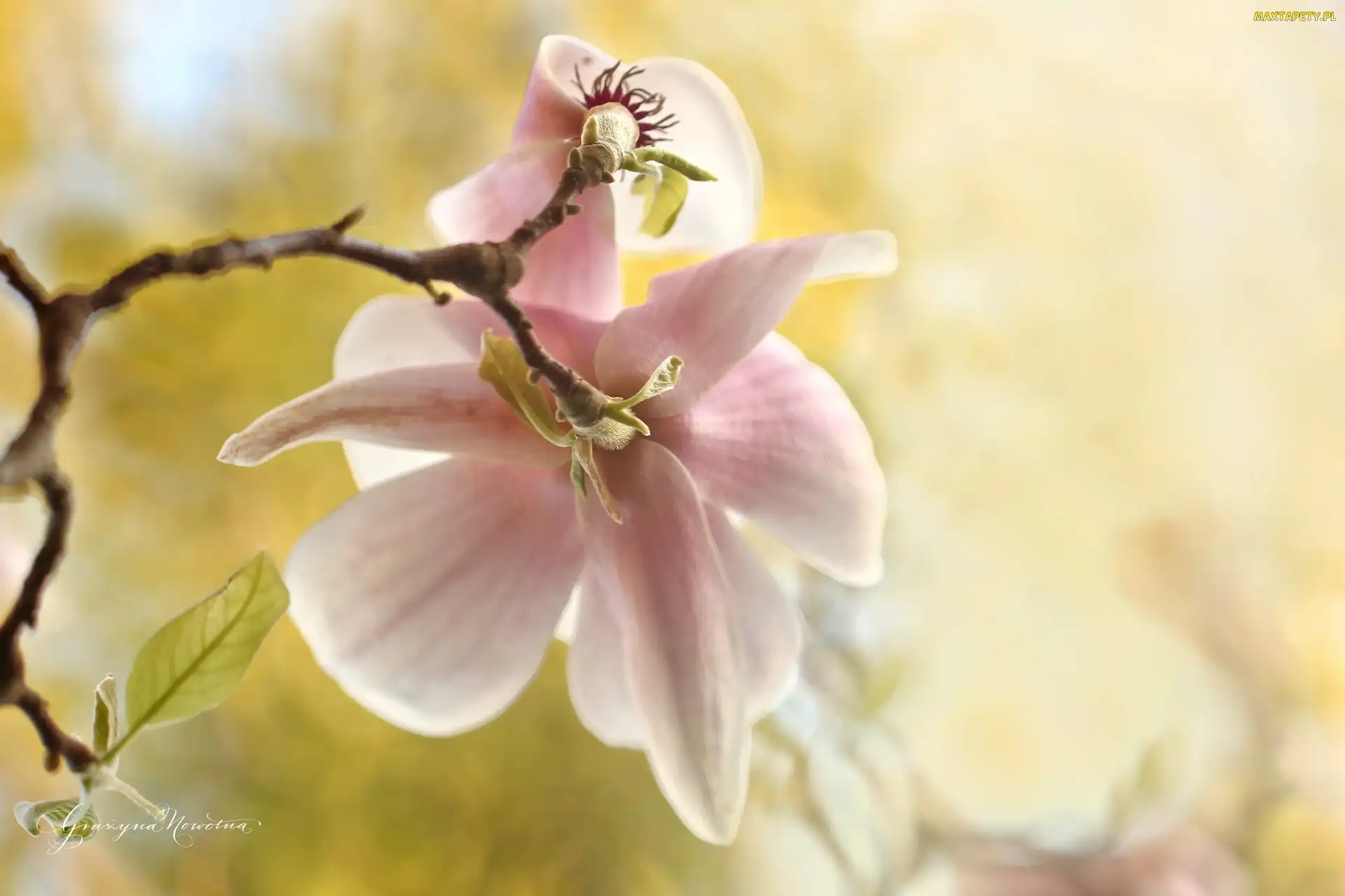Magnolia, Krzew, Różowa
