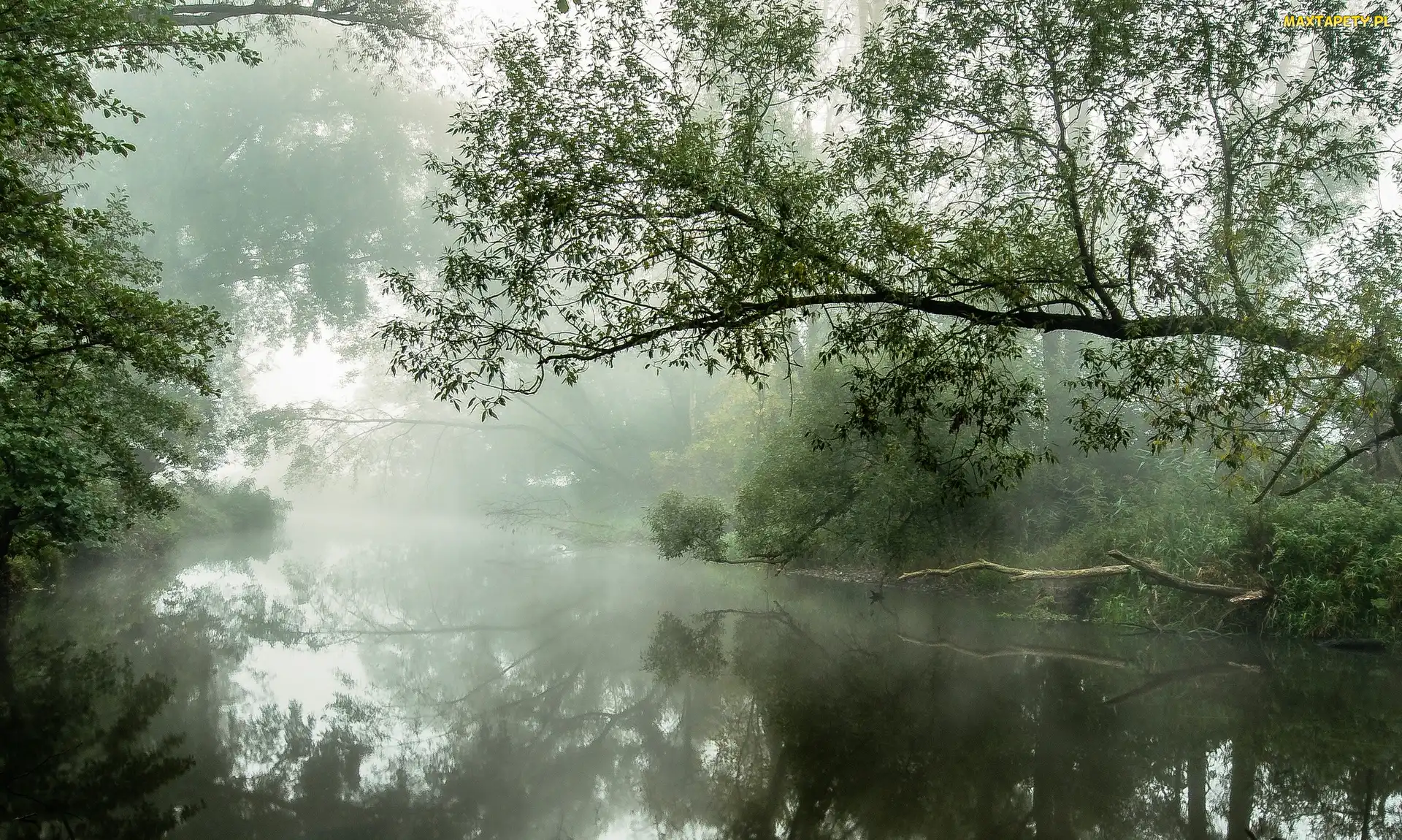 Rzeka, Drzewa, Mgła