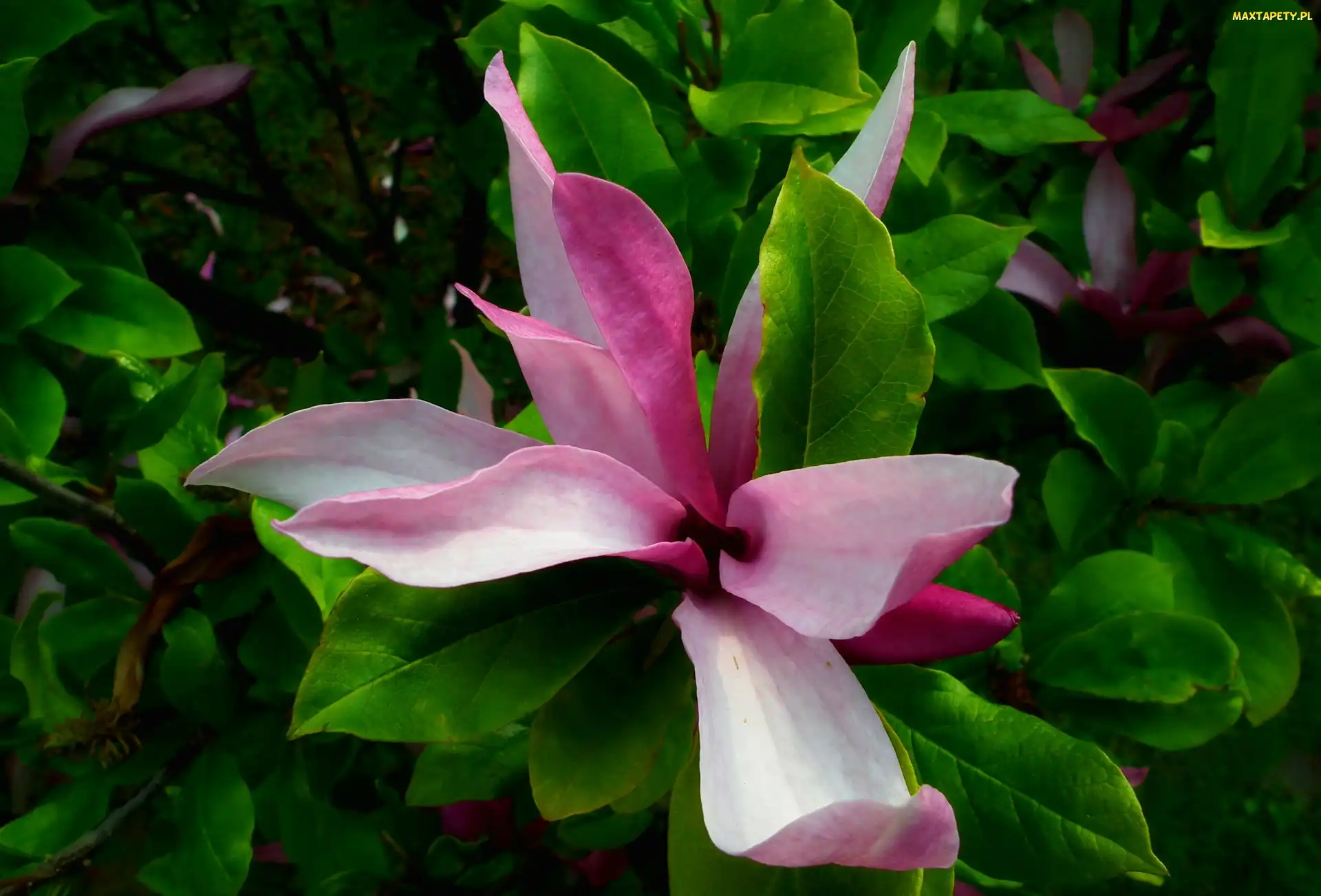 Roślina, Magnolia, Przyroda
