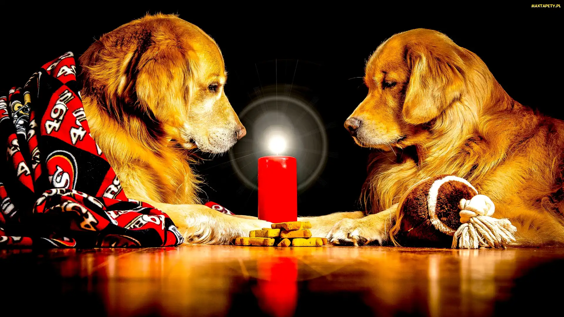 Świeca, Golden retrievery, Dwa, Psy