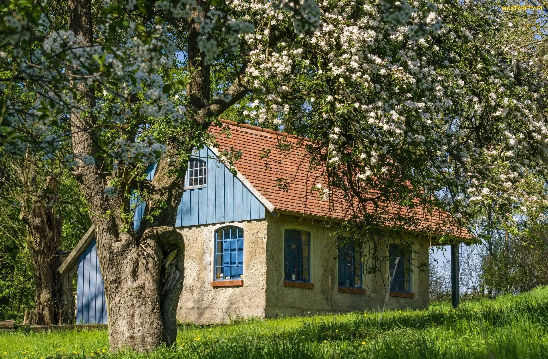 Dom, Łąka, Drzewo