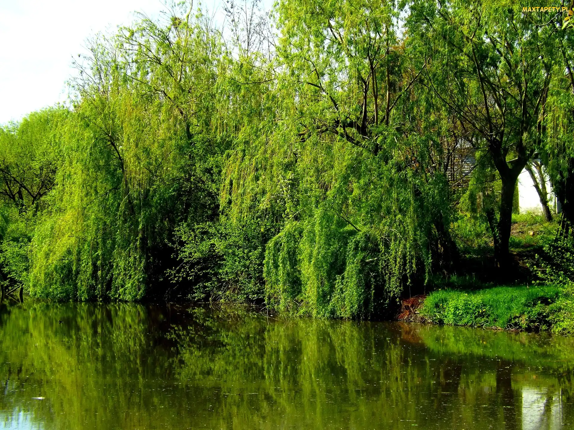 Wiosna, Odbicie, Wierzby, Jezioro