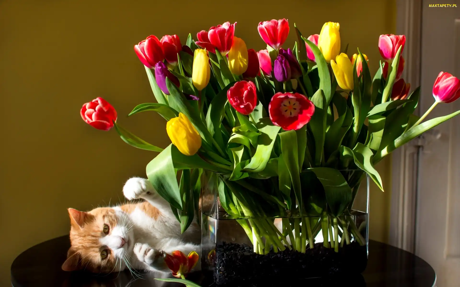 Kotek, Wazon, Kolorowe, Tulipany