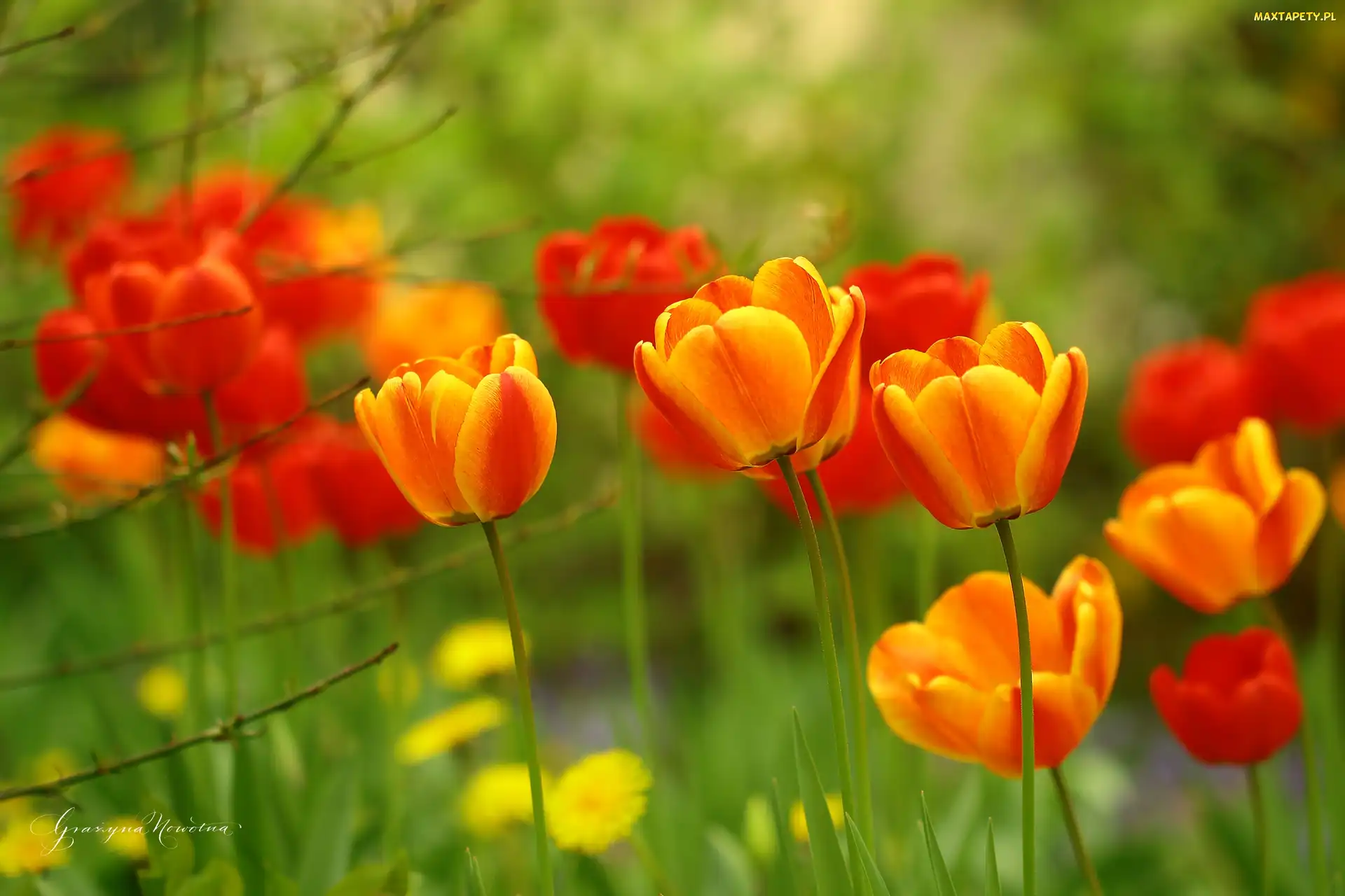 Czerwone, Kwiaty, Tulipany