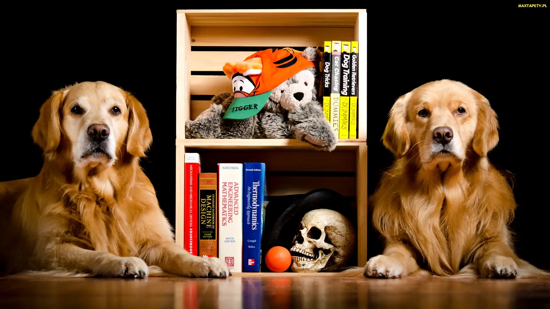 Książki, Golden retrievery, Dwa, Psy