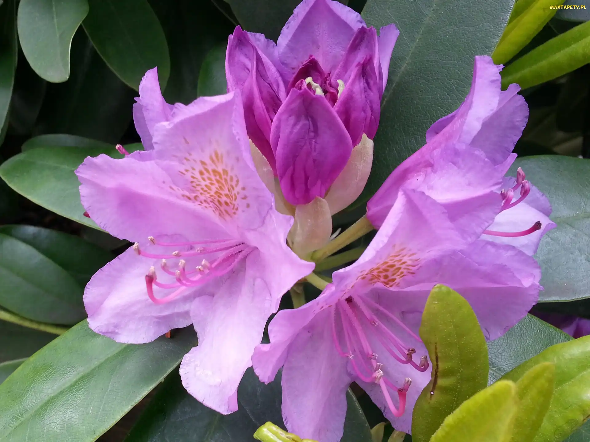 Kwiaty, Rododendron, Liście