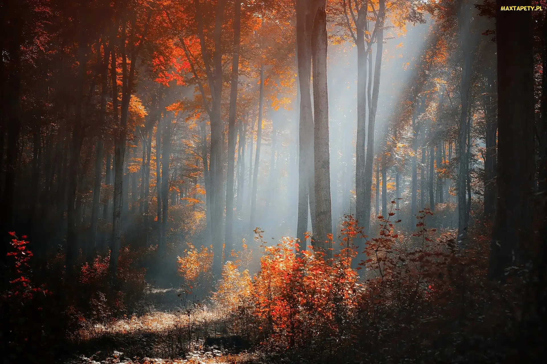 Jesień, Światło, Przebijające, Las