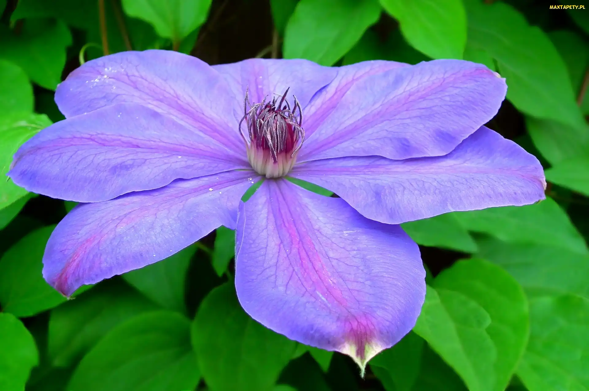 Kwiat, Clematis, Przyroda