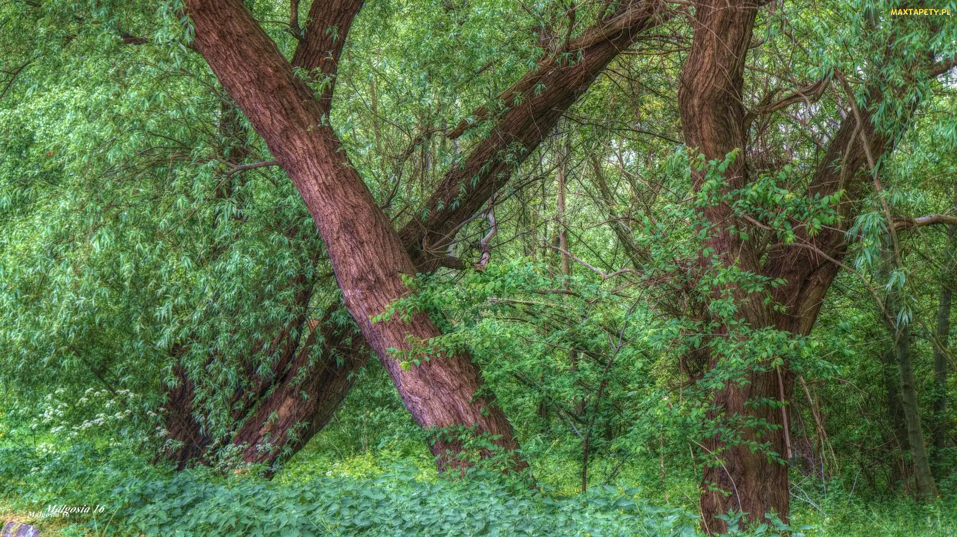 HDR, Zieleń, Las, Drzewa