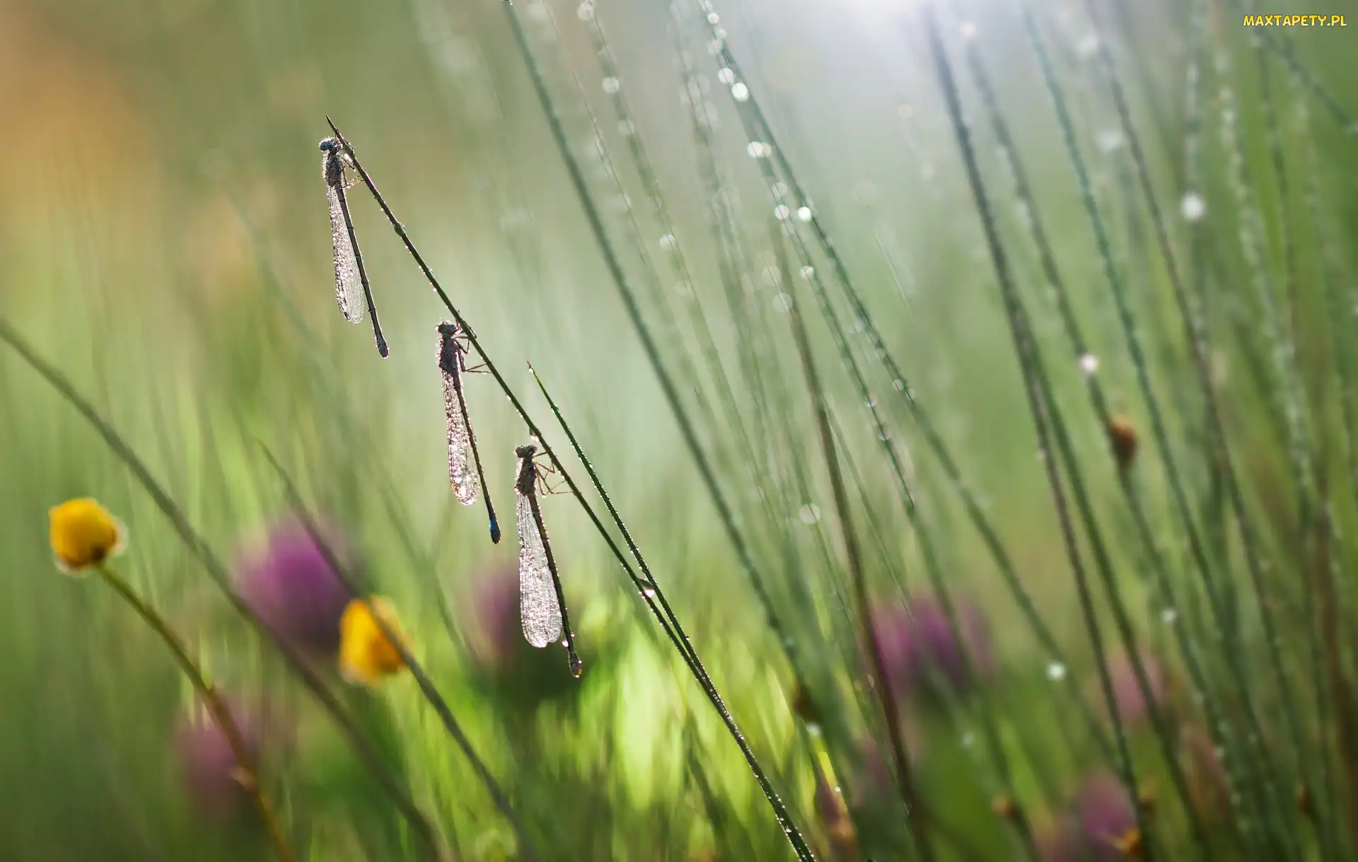 Bokeh, Rozmycie, Deszcz, Łąka, Trzy, Ważki