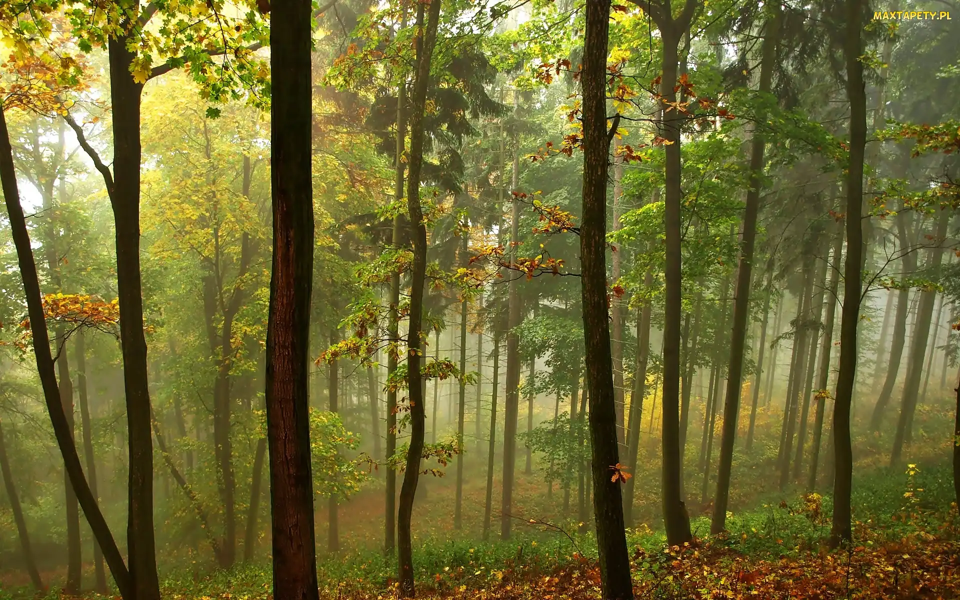 Jesień, Mgła, Las
