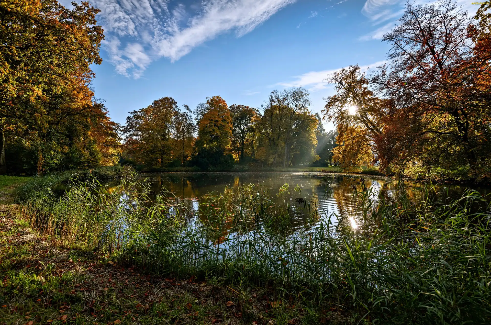Park, Wschód Słońca, Mgła, Staw