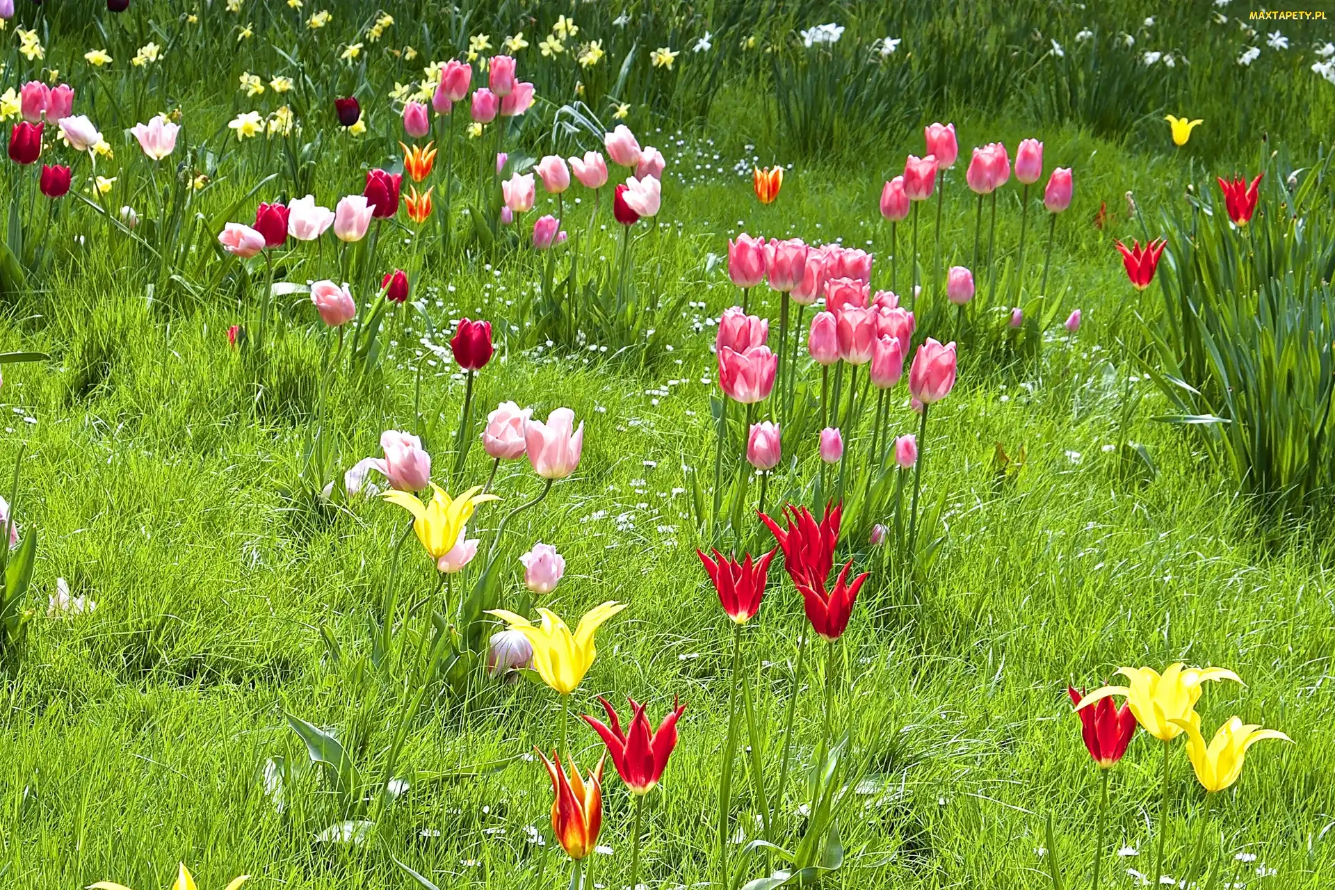 Tulipany, Kolorowe, Wiosna, Łąka