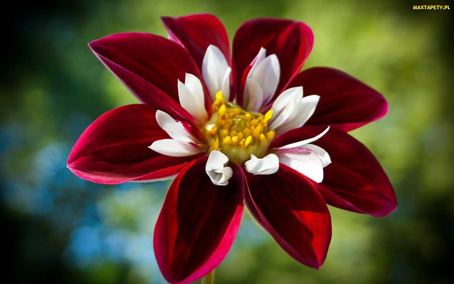 Dalia, Kwiat