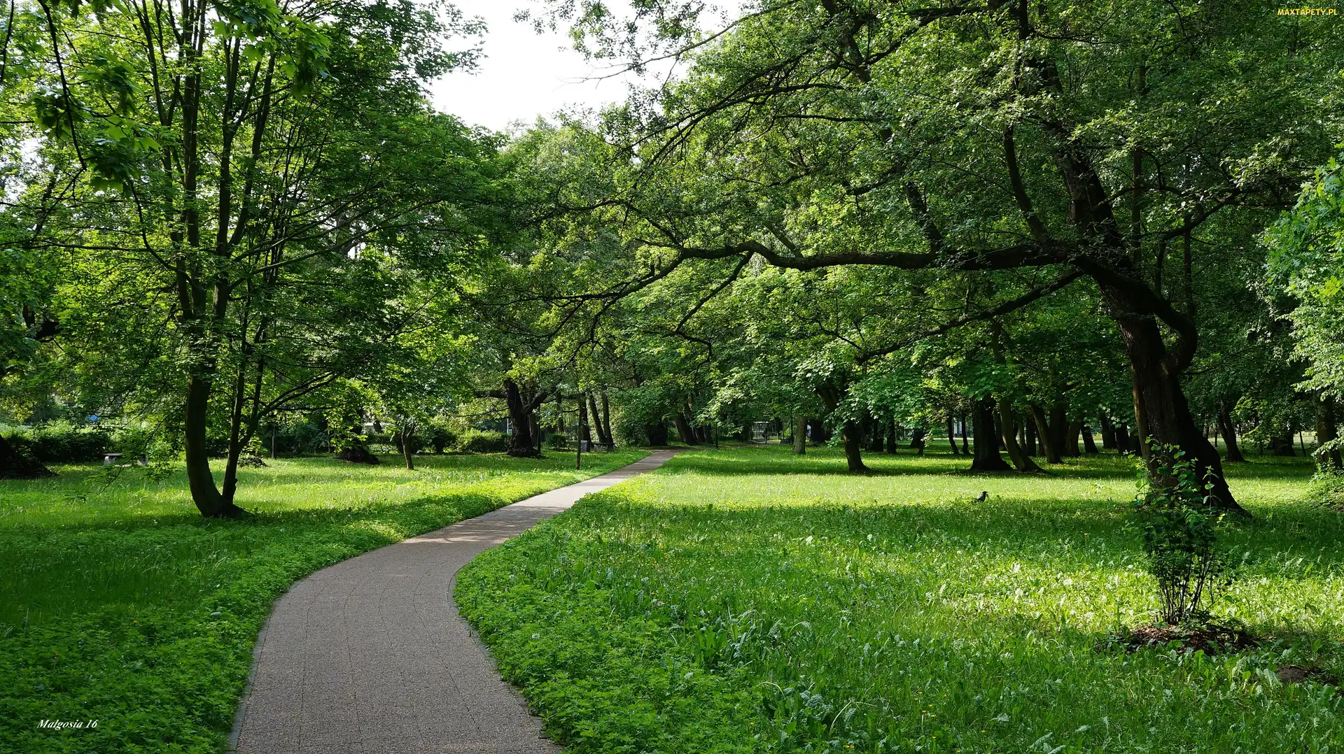 Park, Drzewa, Ścieżka, Trawnik, Droga