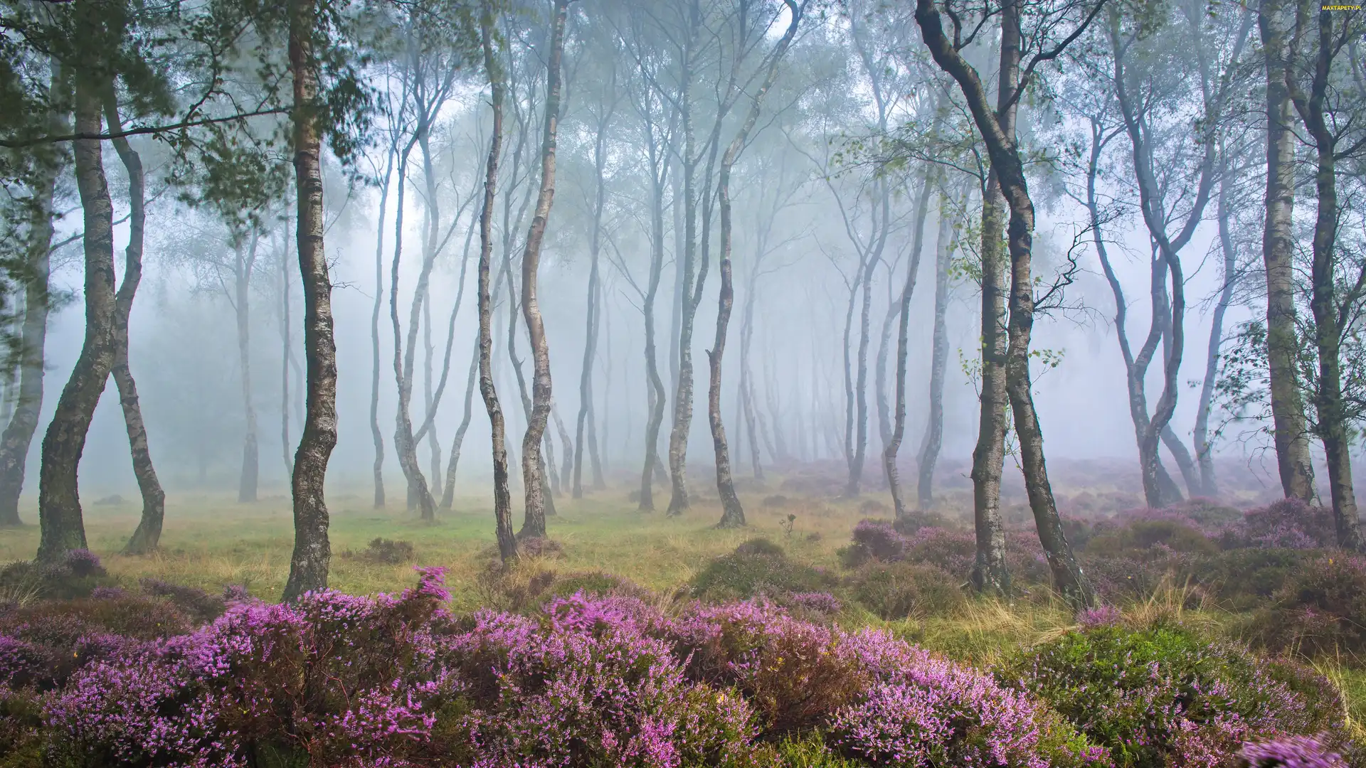 Wrzosowisko, Polana, Mgła, Wrzosy, Stanton Moor, Park Narodowy Peak District, Drzewa, Brzozy, Anglia, Las