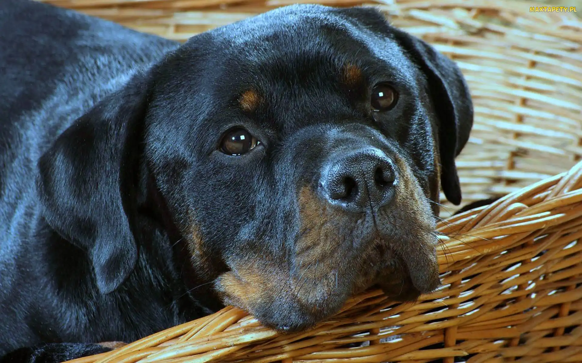 Koszyk, Rottweiler