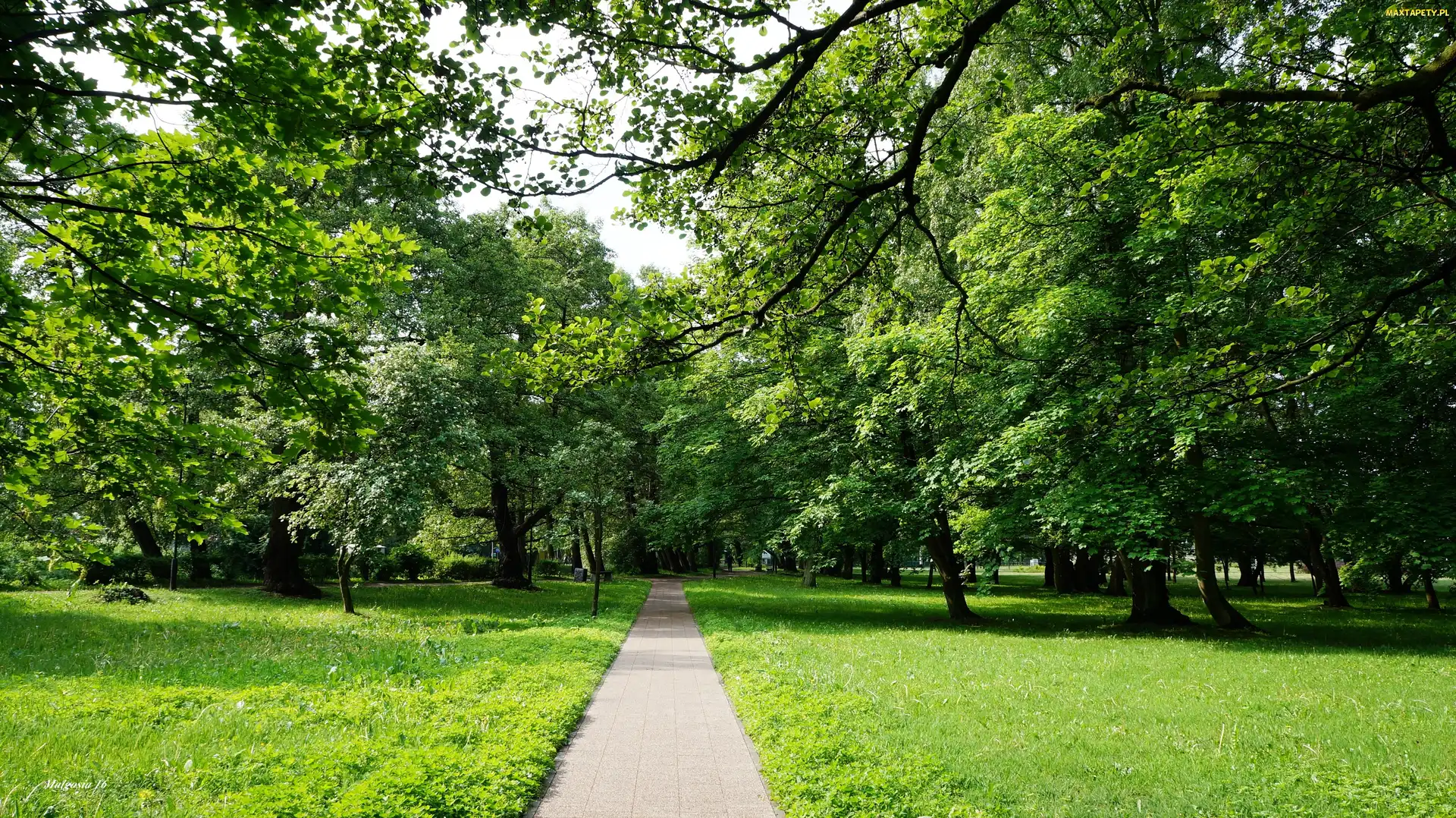 Gdańsk, Droga, Polska, Ścieżka, Zieleń, Park Jelitkowski, Trawnik, Drzewa