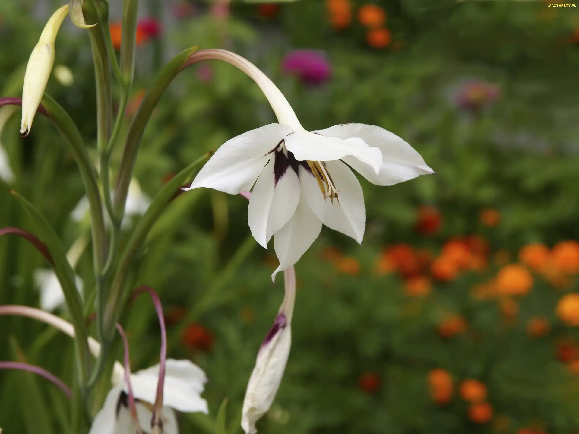 Kwiat, Acidanthera, Roślina