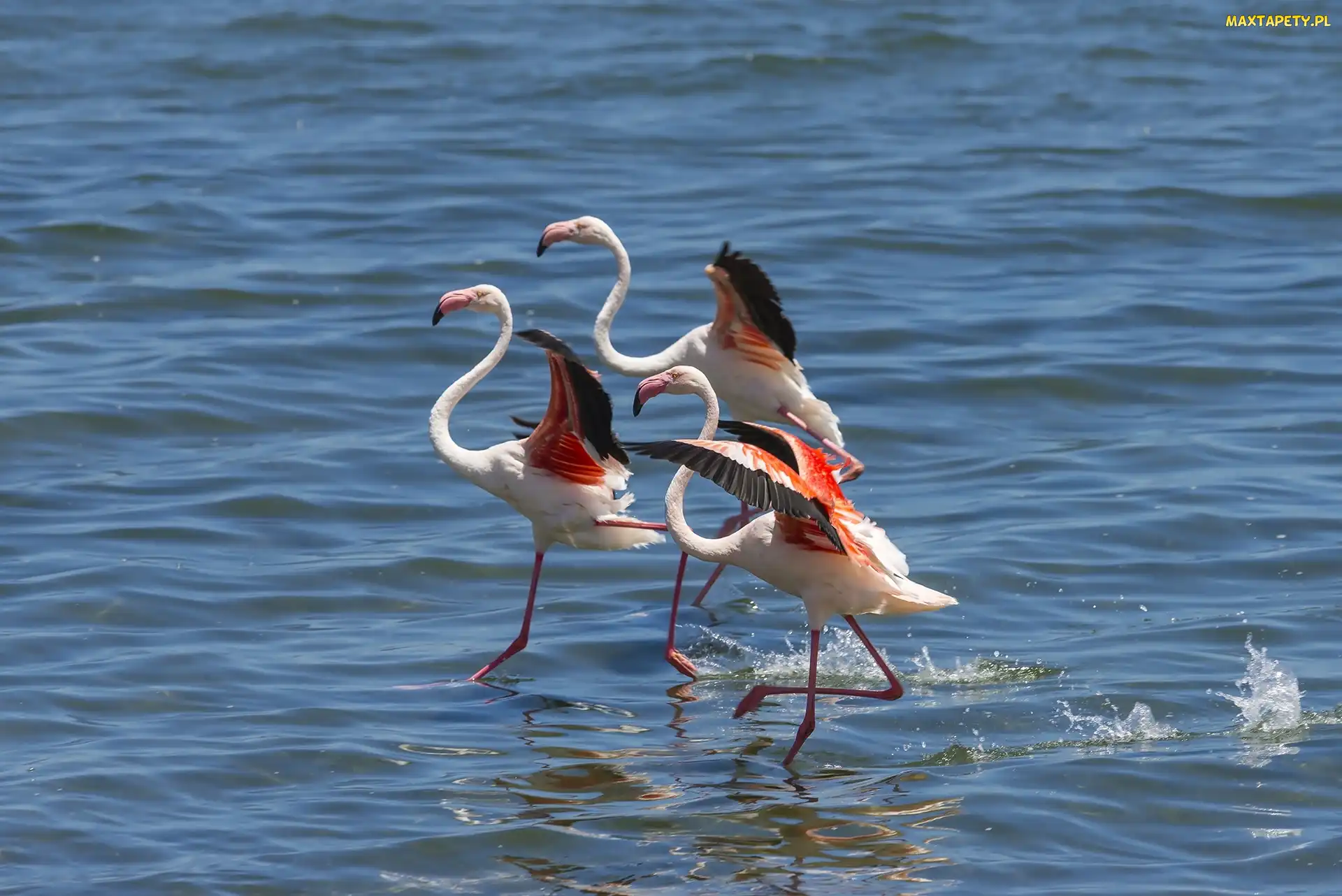 Trzy, Morze, Flamingi