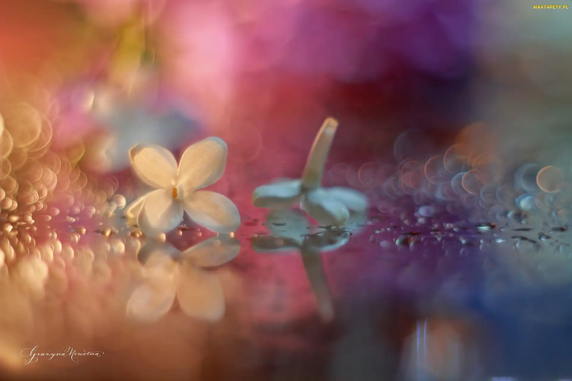 Bez, Bokeh, Kwiat
