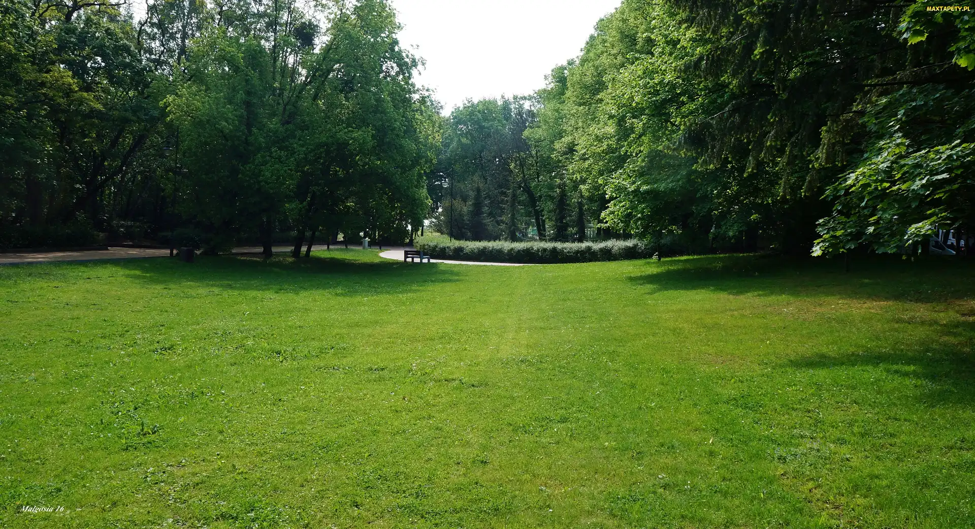 Zieleń, Drzewa, Gdańsk, Polska, Park Jelitkowski, Trawnik