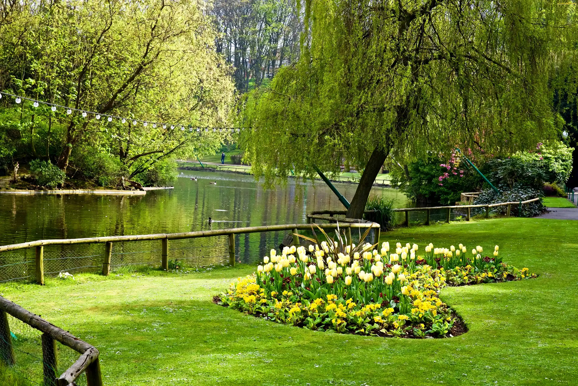 Park, Staw, Wiosna